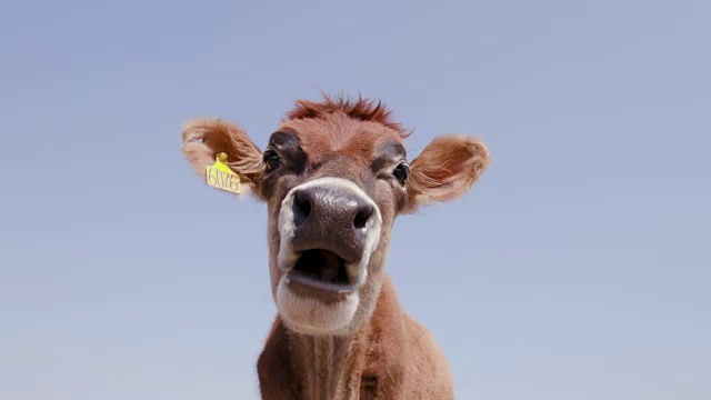 近距离观看有趣的泽西奶牛伸出它的舌头与蓝色的天空在它后面视频下载