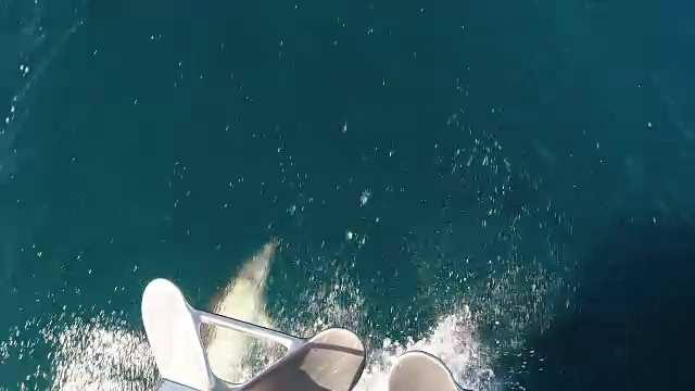 在海里游泳的海豚视频素材