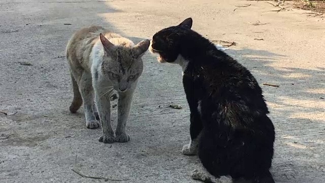 两只野猫准备打架视频素材