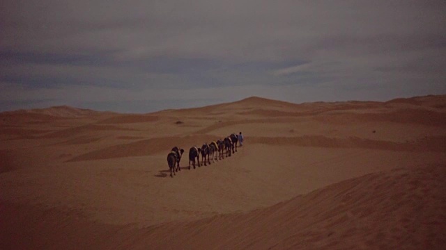 沙漠商队。骆驼视频素材
