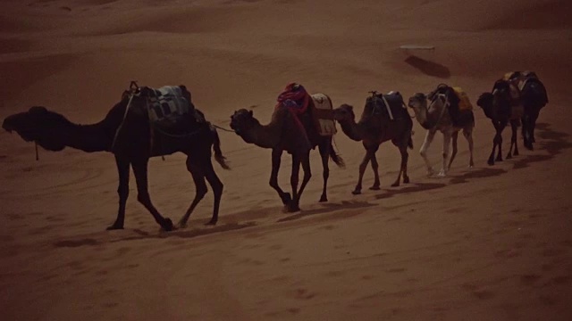 沙漠商队。骆驼视频下载