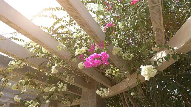 藤架上盛开的九重葛花，慢镜头4k视频素材