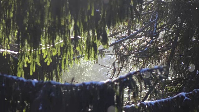 白雪覆盖的云杉和飘落的雪花视频下载
