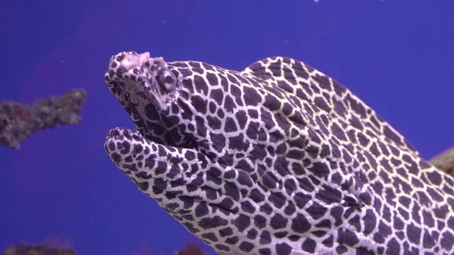 海鳗近距离接触(裸胸海鳗)-被称为豹海鳗，镶嵌海鳗，蜂窝海鳗，有花边的海鳗，这是一个呼吸和与相机眼神接触的特写。视频素材