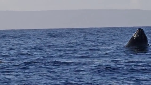 这张照片非常罕见，是座头鲸的完整突破视频下载