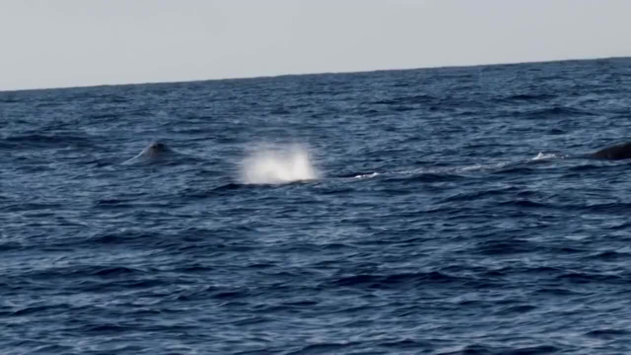 这张照片非常罕见，是座头鲸的完整突破视频素材