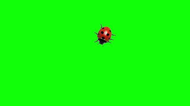 瓢虫在绿色屏幕上CG动画，无缝循环视频下载