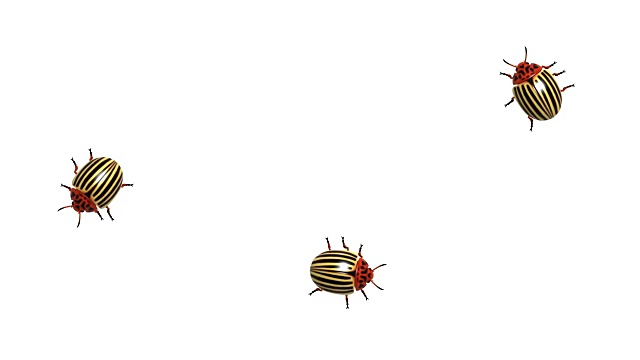 三只科罗拉多甲虫在白色通道上，阿尔法通道，CG，无缝循环视频素材