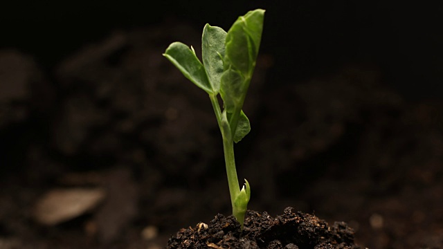 发芽的豌豆豆种子生长在地面农业春季夏季的时间视频素材