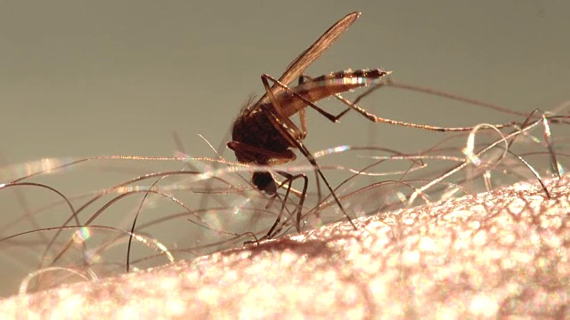 蚊子喝血。视频素材