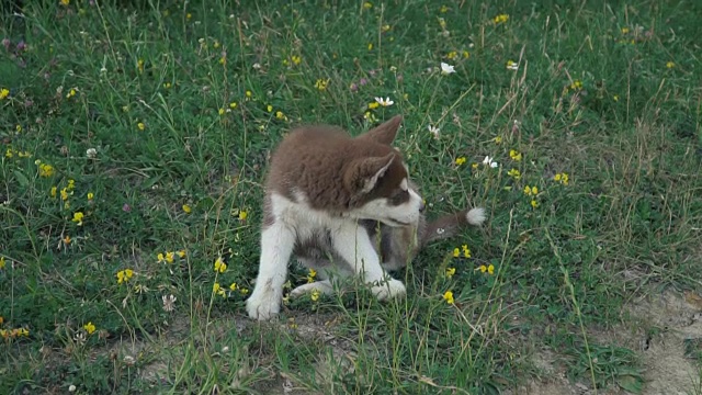 一只哈士奇小狗在大自然中漫步视频素材