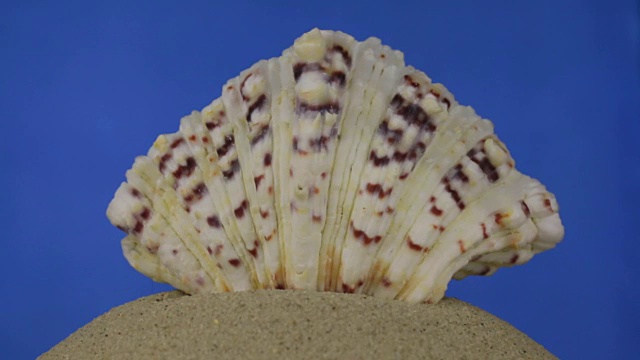 旋转，浅棕色，美丽的贝壳上的沙滩。孤立的视频下载