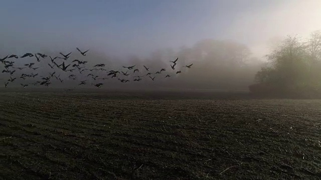 飞,雾,明亮,自然视频素材