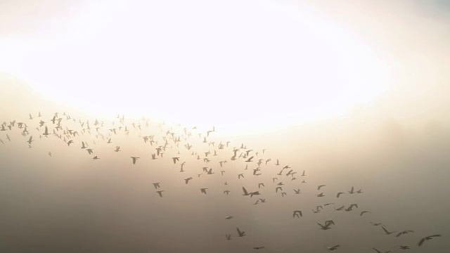 加拿大鹅包空中飞行的慢动作在明亮的雾霾自然背景视频素材