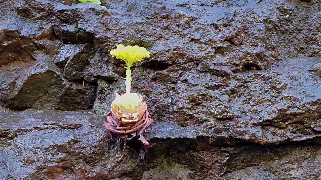 西班牙圣克鲁斯德特内里费省加那利群岛拉戈梅拉岛上的岩面上的黄色开花的aeonium(多肉的)视频下载