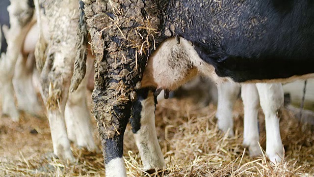 牛棚农业中吃干草的牛。农场谷仓里的奶牛。视频素材