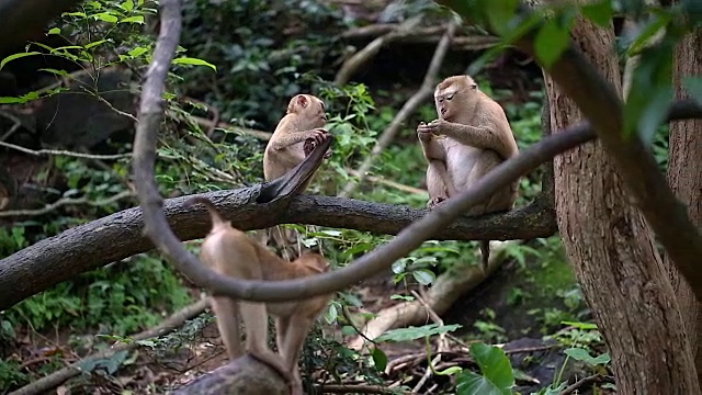 猴子生活在泰国普吉岛的一片天然森林里。视频素材