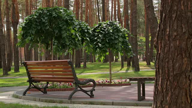 公园里的长椅和树木视频下载