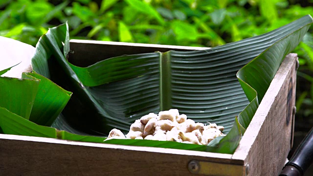 可可豆和可可豆荚在木质表面上。视频素材