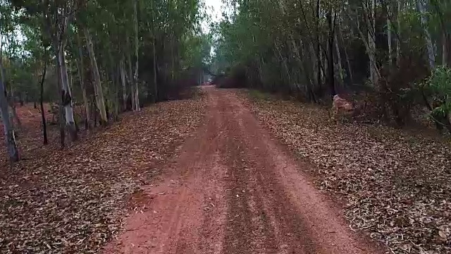 走在森林里的碎石路上视频素材