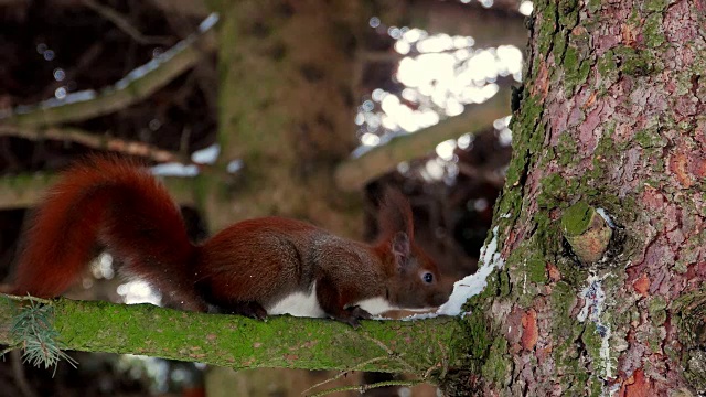 红松鼠在树木森林4k视频素材