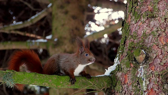 红松鼠在树木森林4k视频素材
