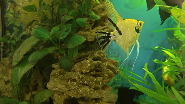 神仙鱼在观赏鱼中呈黑白两色。视频下载