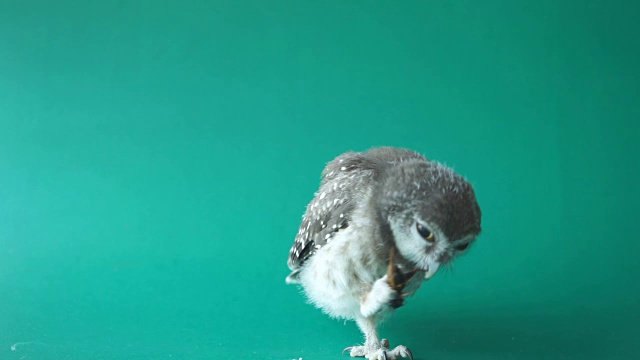 美丽的斑点猫头鹰在吃绿色的背景，视频下载