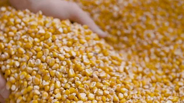 农民手中的玉米。视频购买