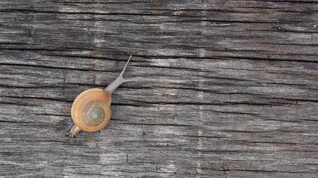 蜗牛在木视频下载