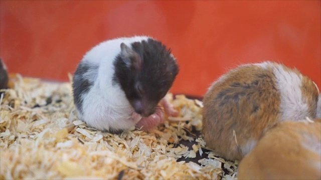 有趣的小黑小白老鼠在吃东西视频素材