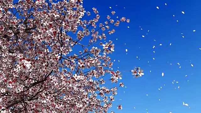 樱花落花的慢镜头视频素材
