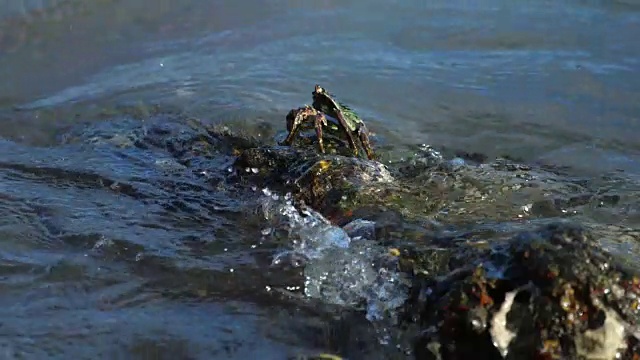 海滩岩石上的螃蟹视频素材