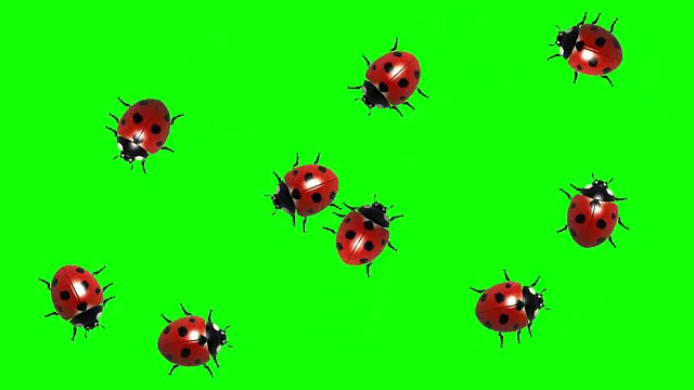 瓢虫群，CG动画在绿色屏幕上，无缝循环视频素材