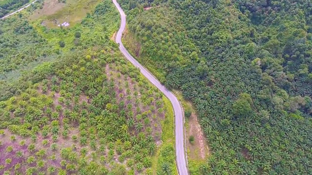 飞过油棕榈农场的乡村公路，鸟瞰图视频素材