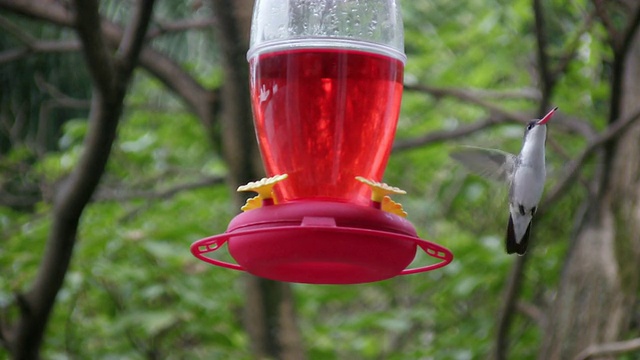 Violet-crowned蜂鸟(高清)视频下载