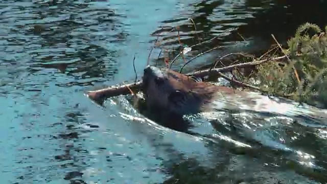海狸游泳站视频下载