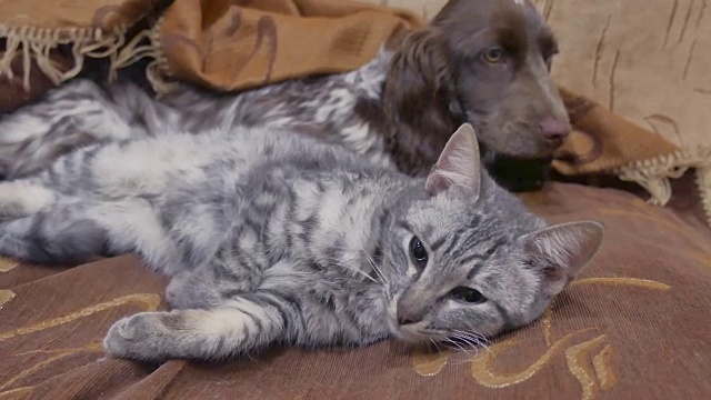 猫和一只友谊狗一起睡在室内搞笑视频。猫和狗视频素材