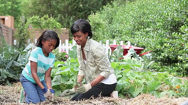 母亲和女儿在花园里种菜视频素材