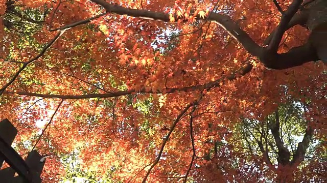 低角度的红枫树干树在犬山市视频素材