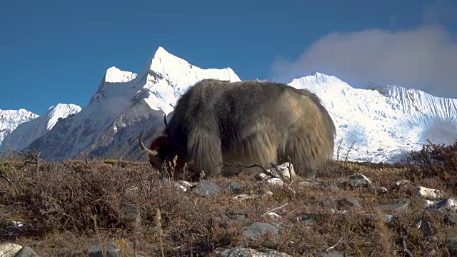喜马拉雅山上的牦牛。视频素材