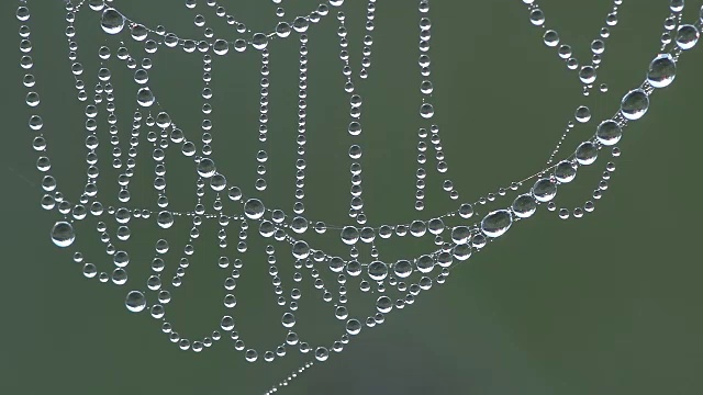 蜘蛛网与闪光和晨露特写视频素材