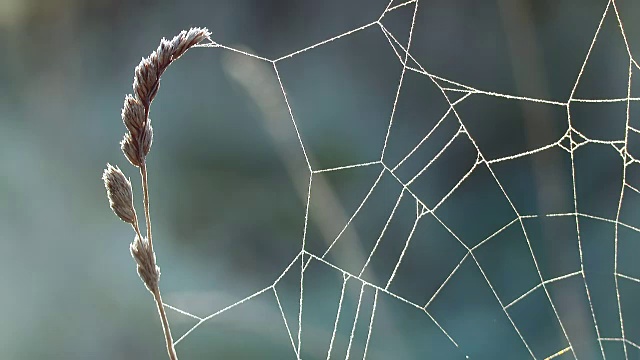 蜘蛛网与闪光和晨露特写视频素材