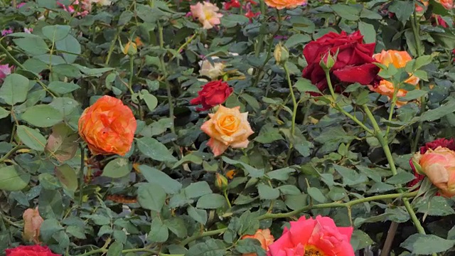放大橙色玫瑰花。视频素材