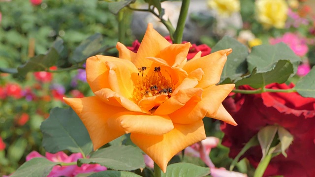 蜜蜂保存着橙色玫瑰的花粉视频素材