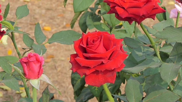 红玫瑰在花田里盛开。视频素材