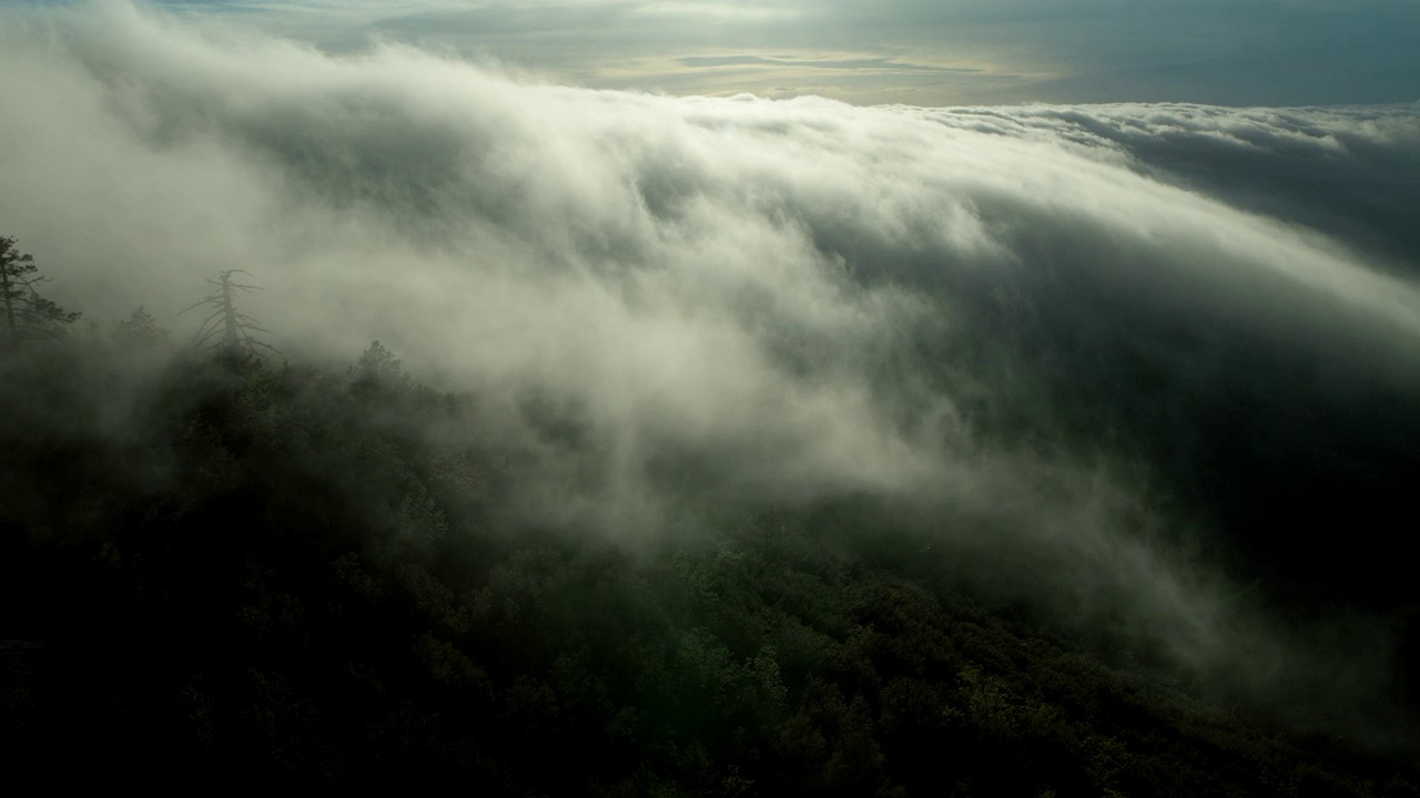 加州森林山腰上的雾视频素材
