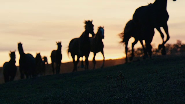 在草地上奔跑的马视频素材