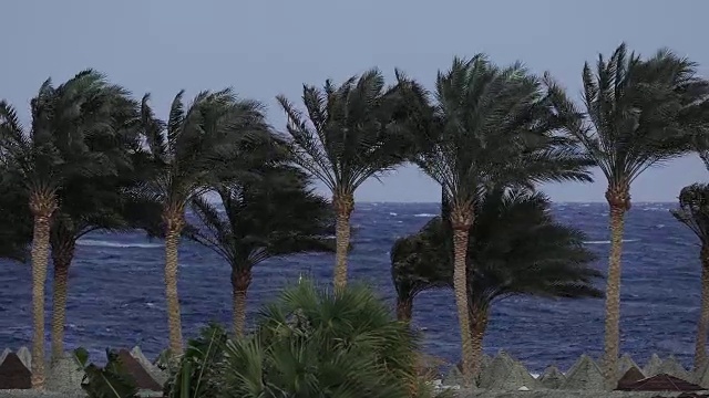 海滩上的棕榈，暴风雨，强风视频下载