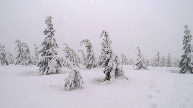 雪覆盖的树木视频下载